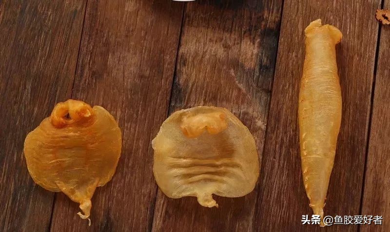 花胶最全面知识,鱼胶的100个基础知识