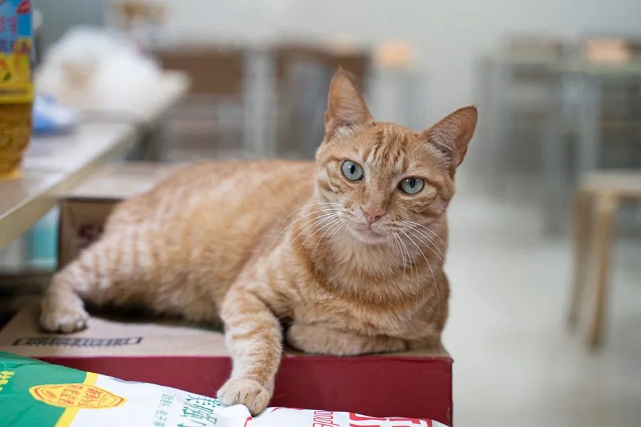 上海正宗锅贴,上海锅贴第一名