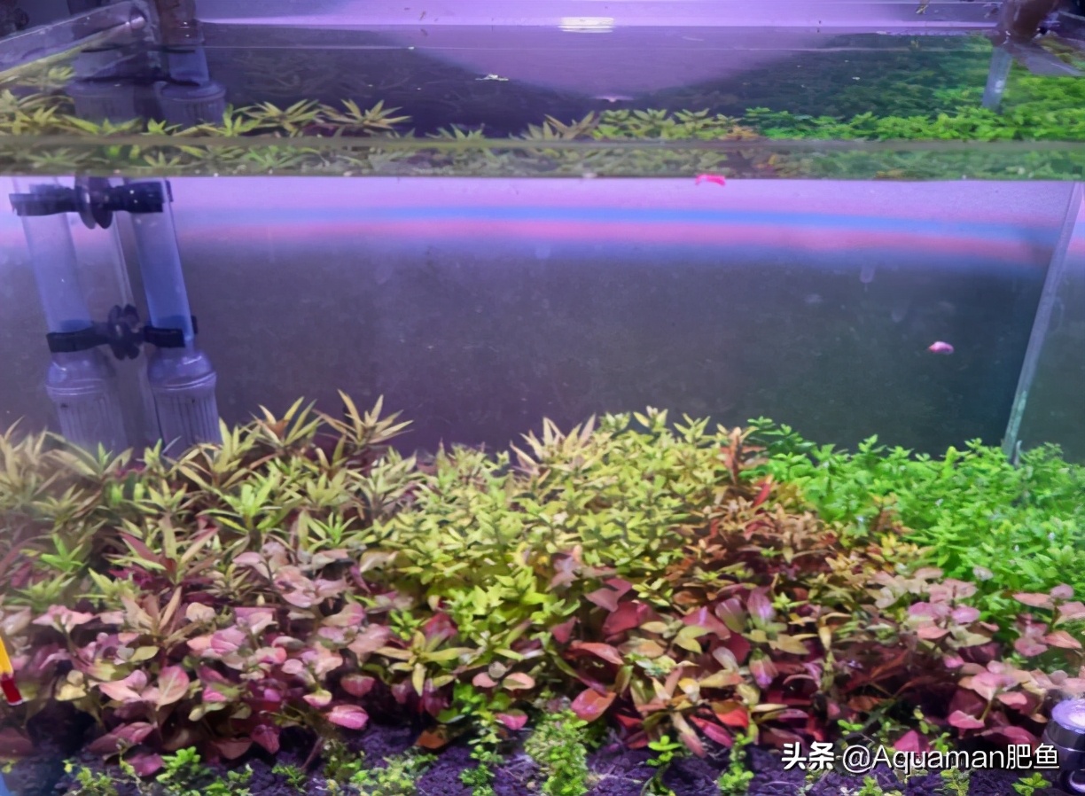 便宜又好养的水草推荐,好养又便宜的水草推荐