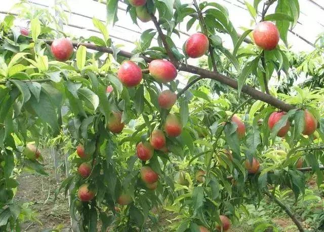 田园综合体的温室大棚，怎么做更有价值