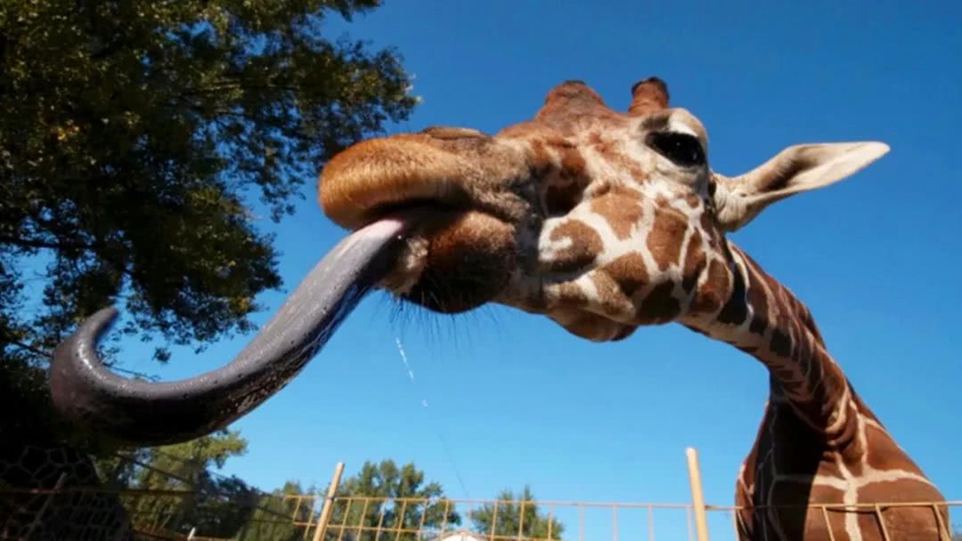 你不能捏紧鼻子发出“哼”,不信你试试,5个一般人不知的冷知识