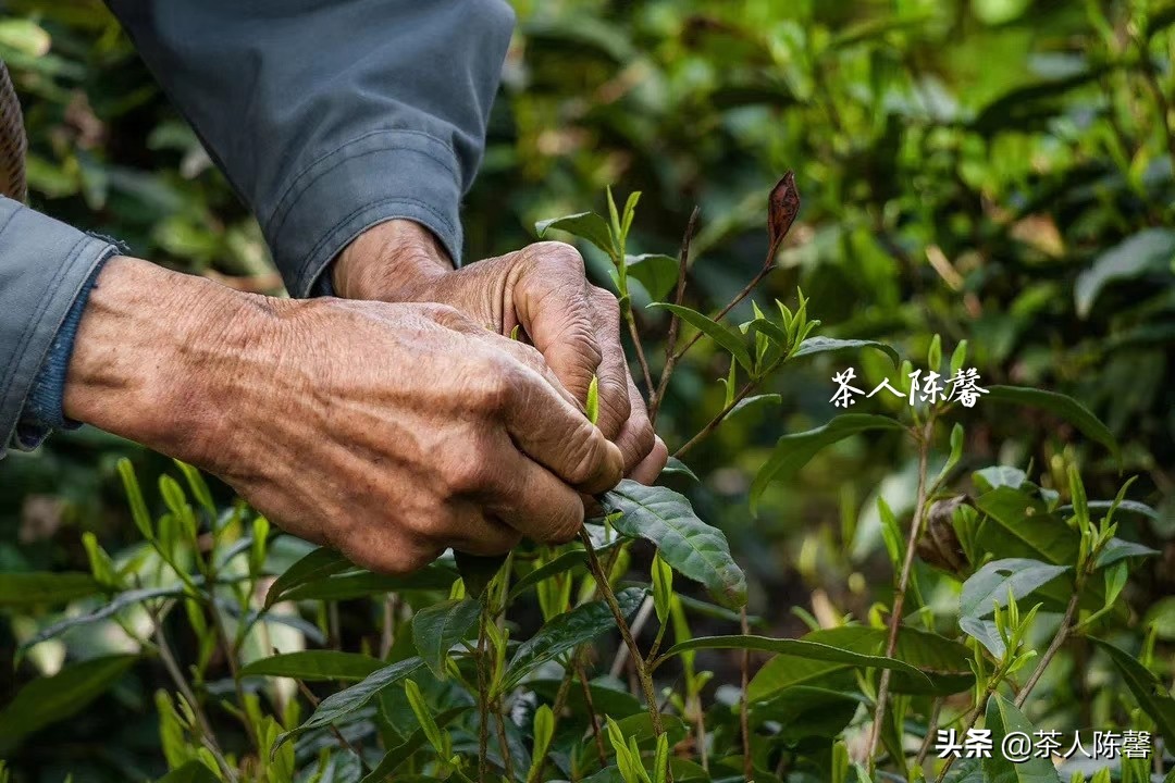 老徐谈茶金骏眉,老茶友推荐金骏眉