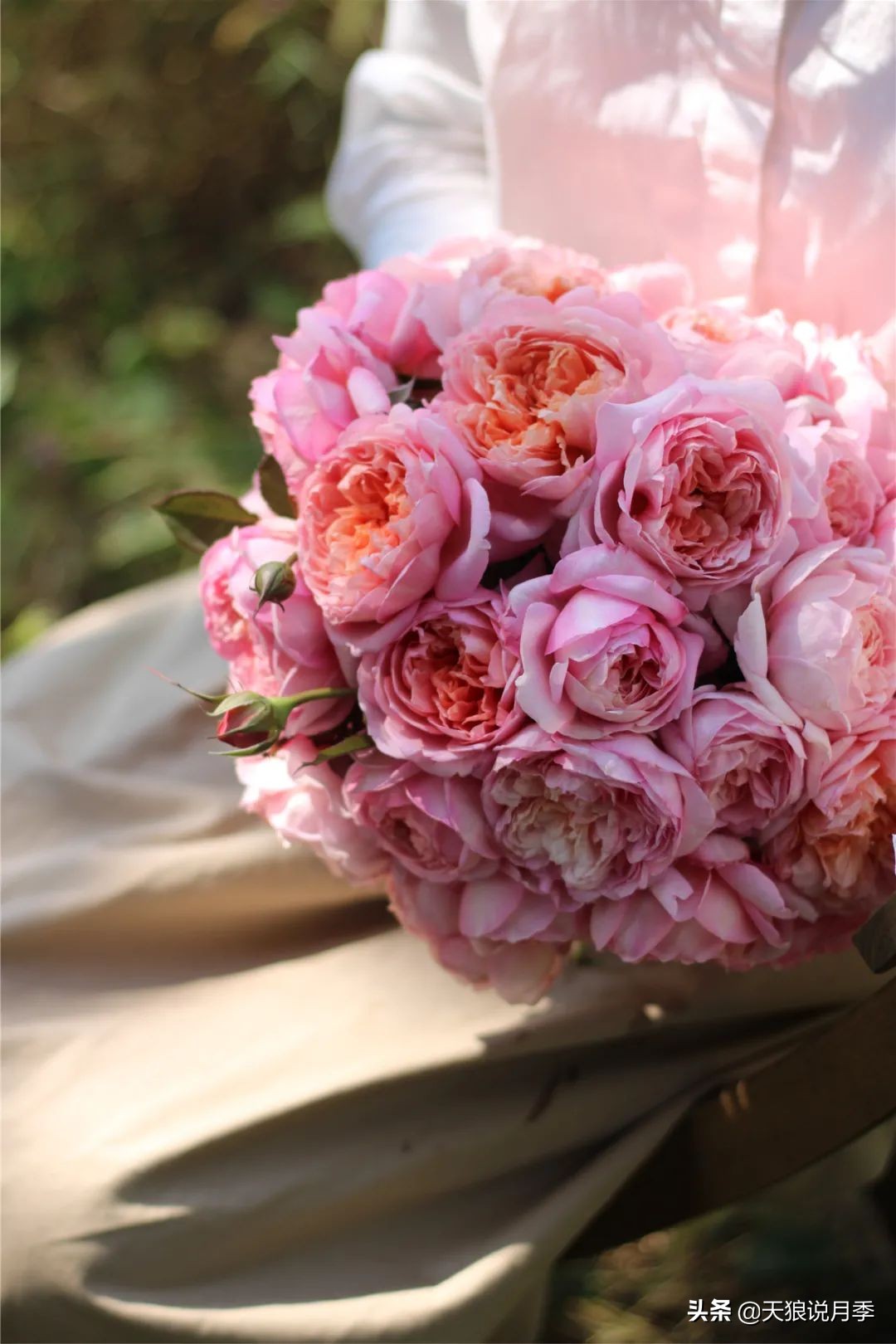 2022年天狼月季新品,月季天狼新品曝光