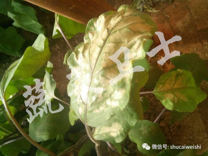 茄子叶片各种病害图解,茄子叶片长灰色霉是什么病