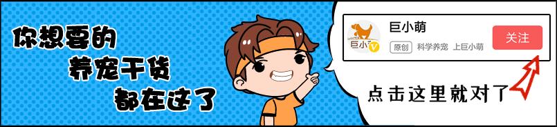 猫咪一直抓地板是为什么,猫吃饱后为什么会抓地板