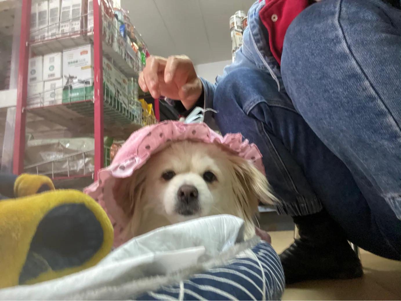 狗狗蓄脓手术需要多久,小狗得了子宫蓄脓