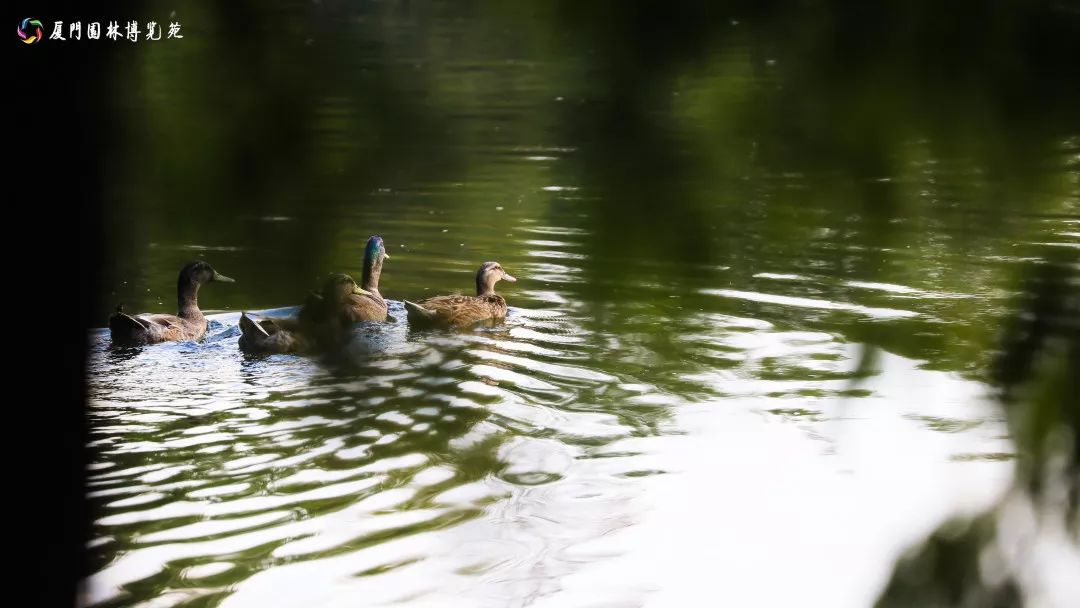 速来！园博苑有让*欲人**罢不能的季相变化之美，还有众多萌物陪伴你~