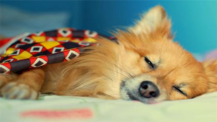 狗狗也要保养皮肤啦,狗狗也要爱护好牙齿