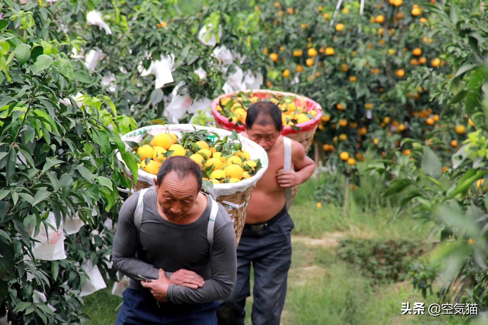 爱媛果冻橙38号和28号有什么区别,爱媛果冻橙手动榨汁机