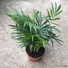 琚栫弽妞板瓙濡備綍闀垮緱缈犵豢,鐑甫缁挎琚栫弽妞板瓙