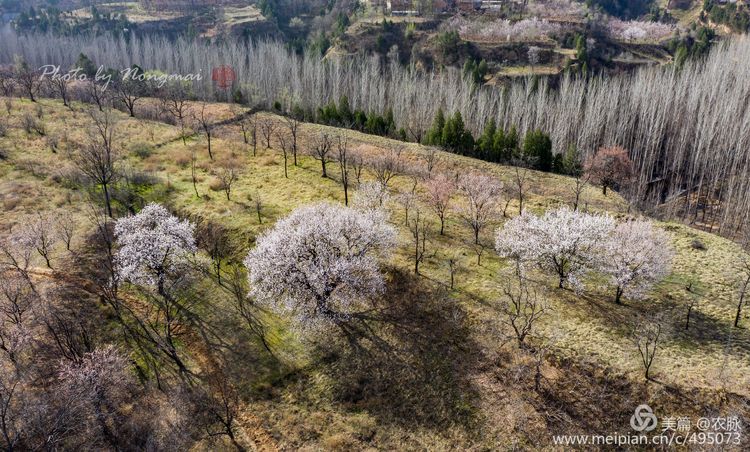 河南灵宝百年古杏林花开遍山野,灵宝北沟古杏林图片