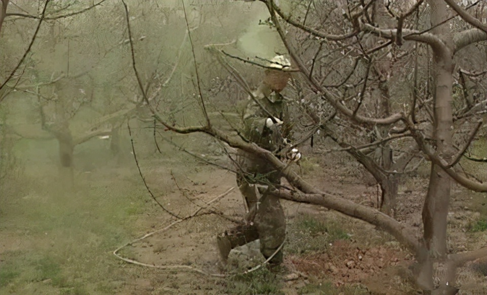 银叶病的防治方法,银叶虫怎么消灭