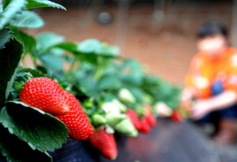 草莓的种植方法的小妙招,草莓种植怎样施肥草莓才能长得大