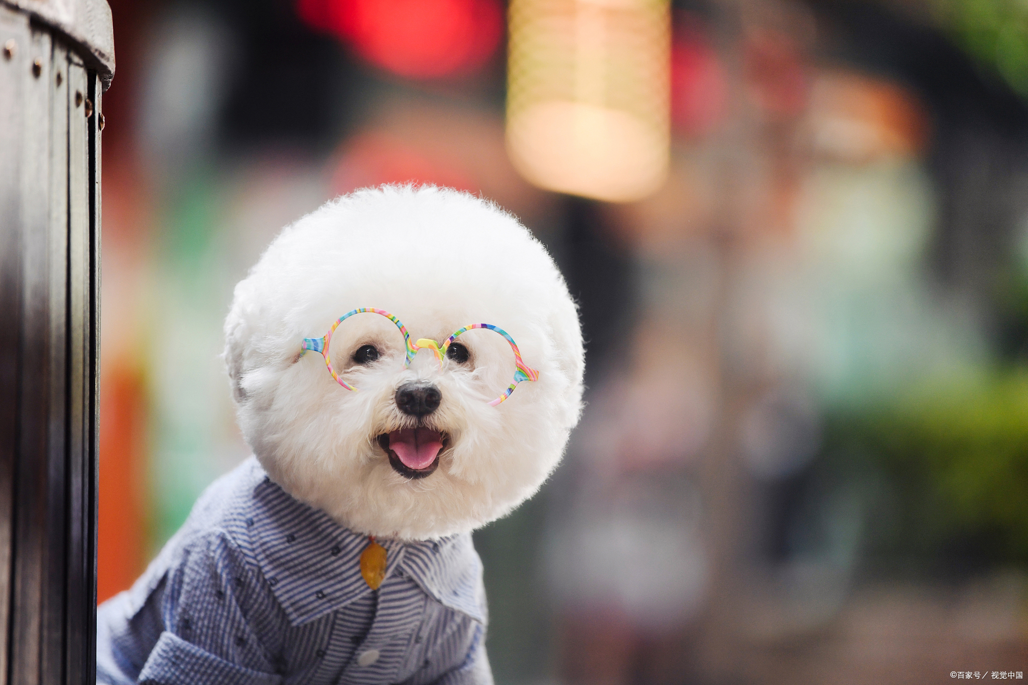 比熊该怎么正确的养,大型比熊要怎么喂狗粮