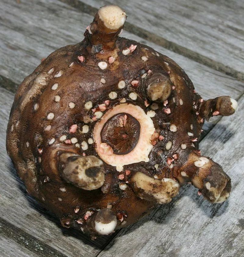 魔芋有哪些减肥产品,魔芋减肥食品排行榜