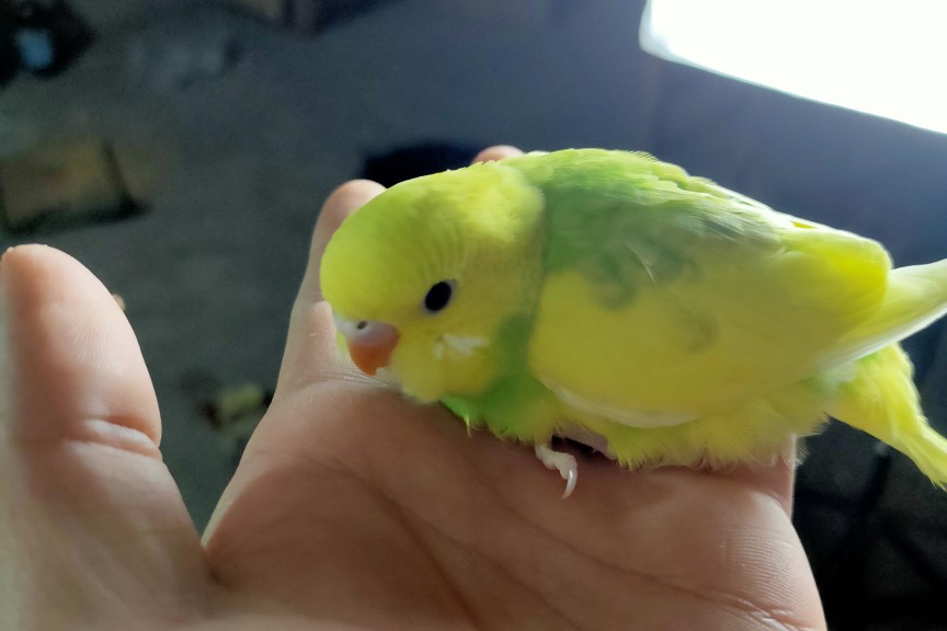 虎皮鹦鹉一共几种颜色,虎皮鹦鹉哪个品种最聪明