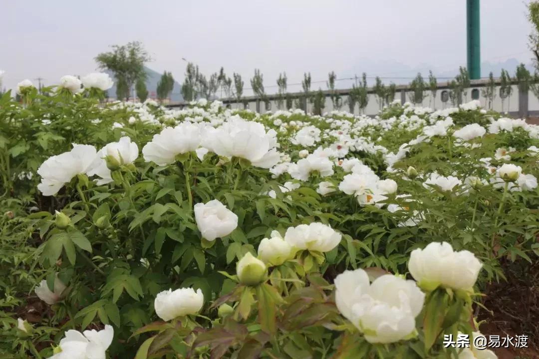 易县狼牙山小火车,河北保定易县火车