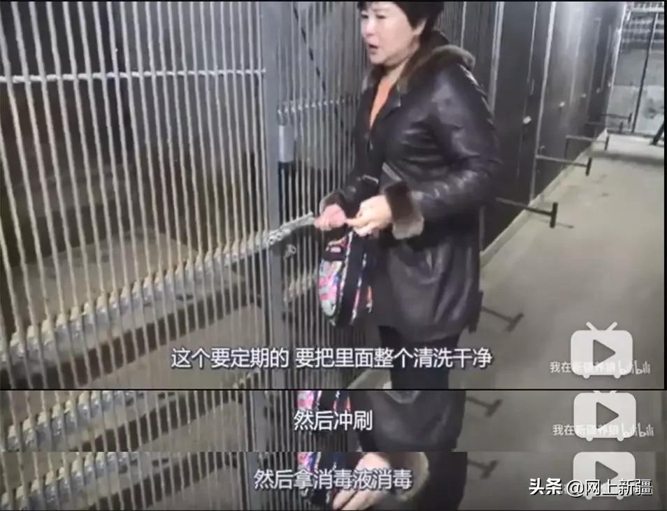 这位“女汉子”在*疆新**，把狼养成了哈士奇，就是经常揍狼的那个