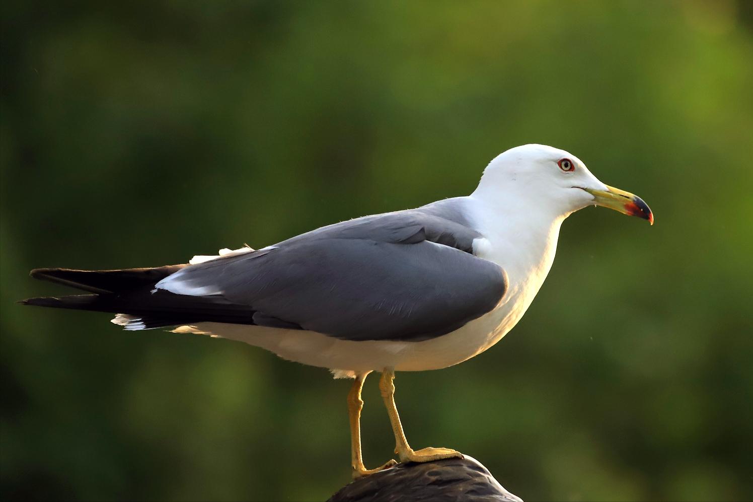 东江揽胜,惠州淡水常见鸟类图谱