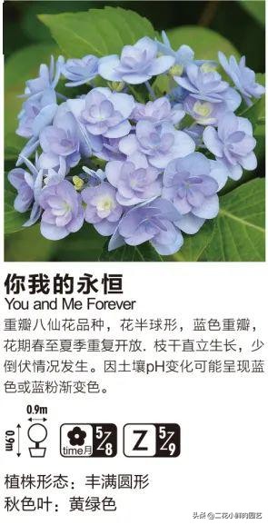 鍥壓鑺卞崏绉嶆鐭ヨ瘑鍏ラ棬,鑺卞崏鍥壓濡備綍鍏ラ棬