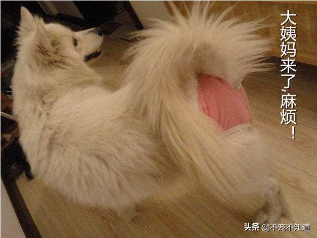 一割解千愁~你给家里的猫狗做绝育了吗?