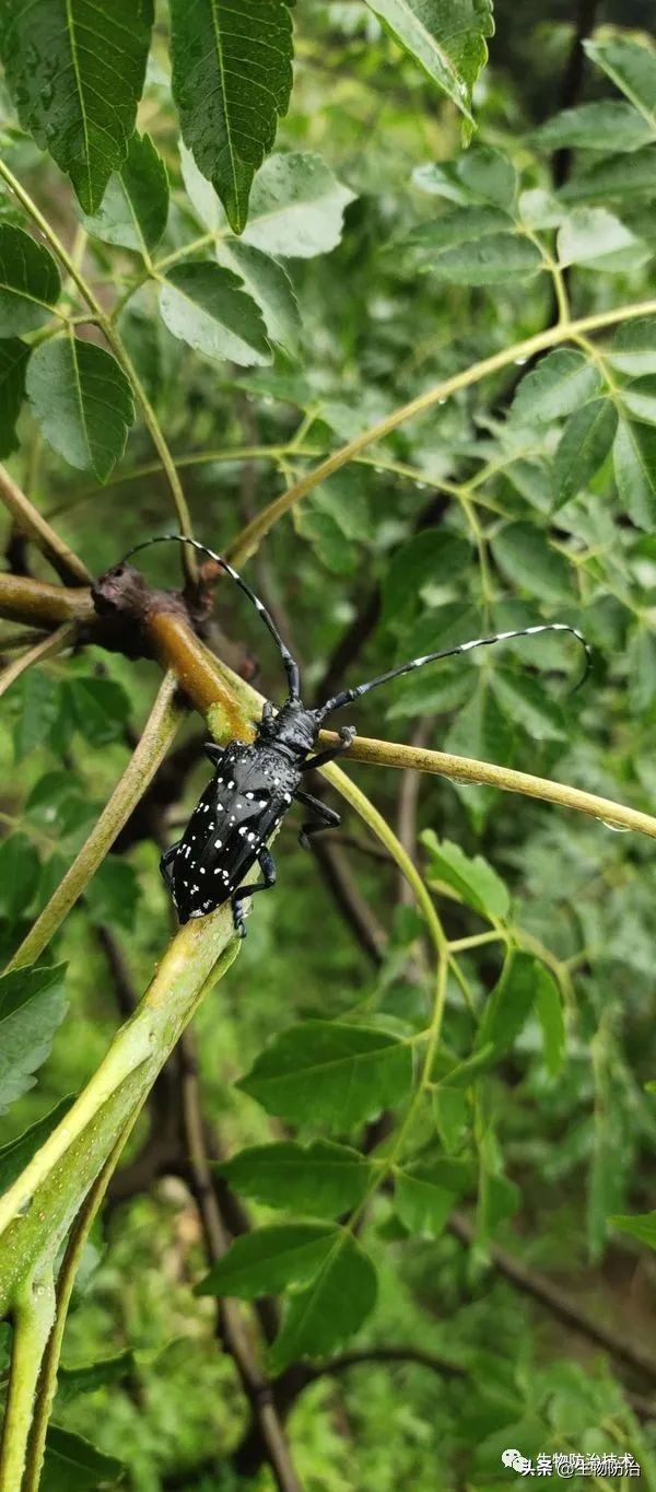 蛀干害虫是钻蛀害虫吗,果树枝干钻蛀害虫图片