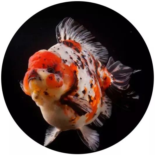 日本网红打卡艺术展,日本十大网红展