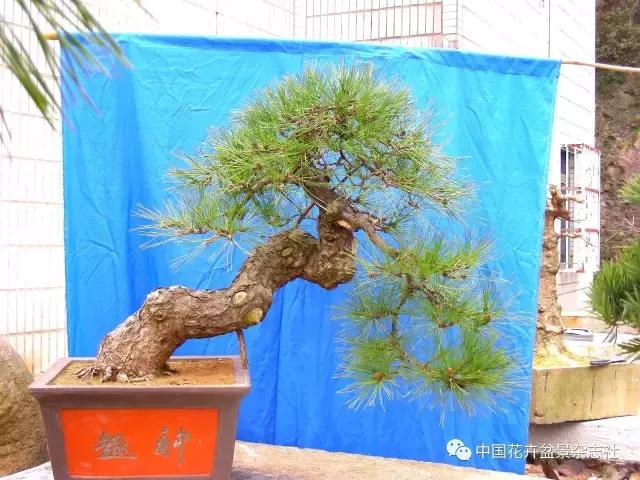 盆景黑松造型欣赏 (黑松盆景造型实例大全)