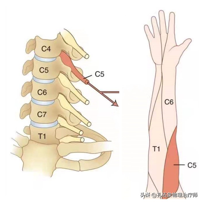 左手麻肩胛骨疼痛是怎么回事,手麻肩胛骨痛