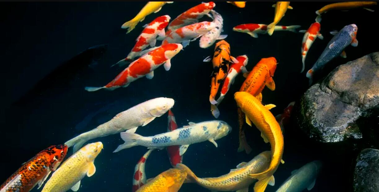 锦鲤鱼品种介绍,锦鲤鱼品种