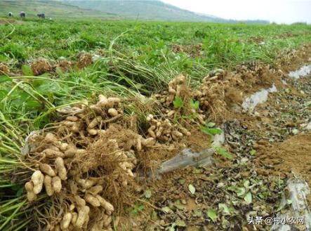 农村小成本创业适合做什么行业,创业娶媳妇