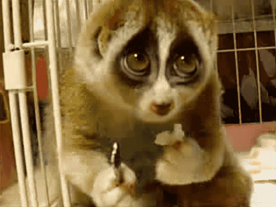 云南有野生蜂猴,云南德宏一级保护动物蜂猴