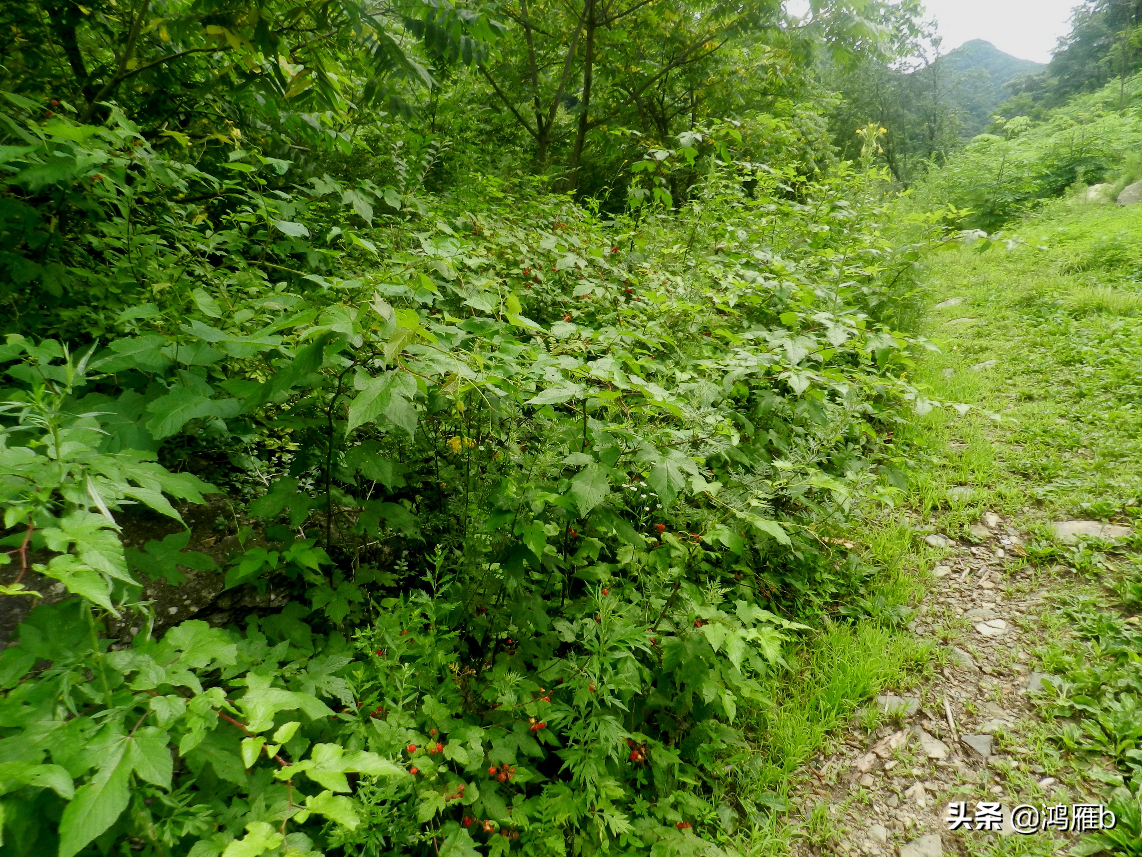大山里的野果熟了想吃,山里的野果逐渐熟了