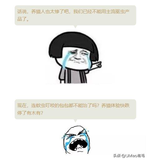 夏季会害了猫的7个行为,夏天对猫咪排泄有影响吗