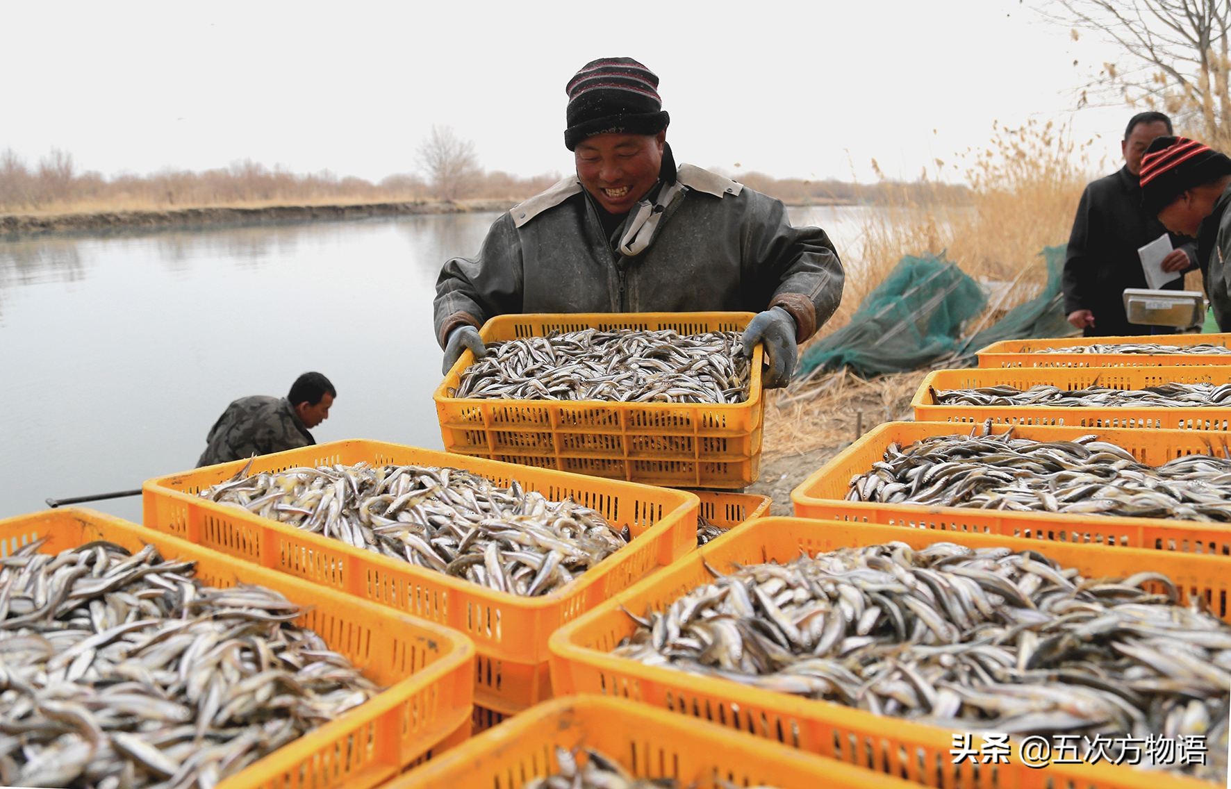 黑龙江营养价值最高的鱼,黑龙江肉多刺少又好吃的鱼