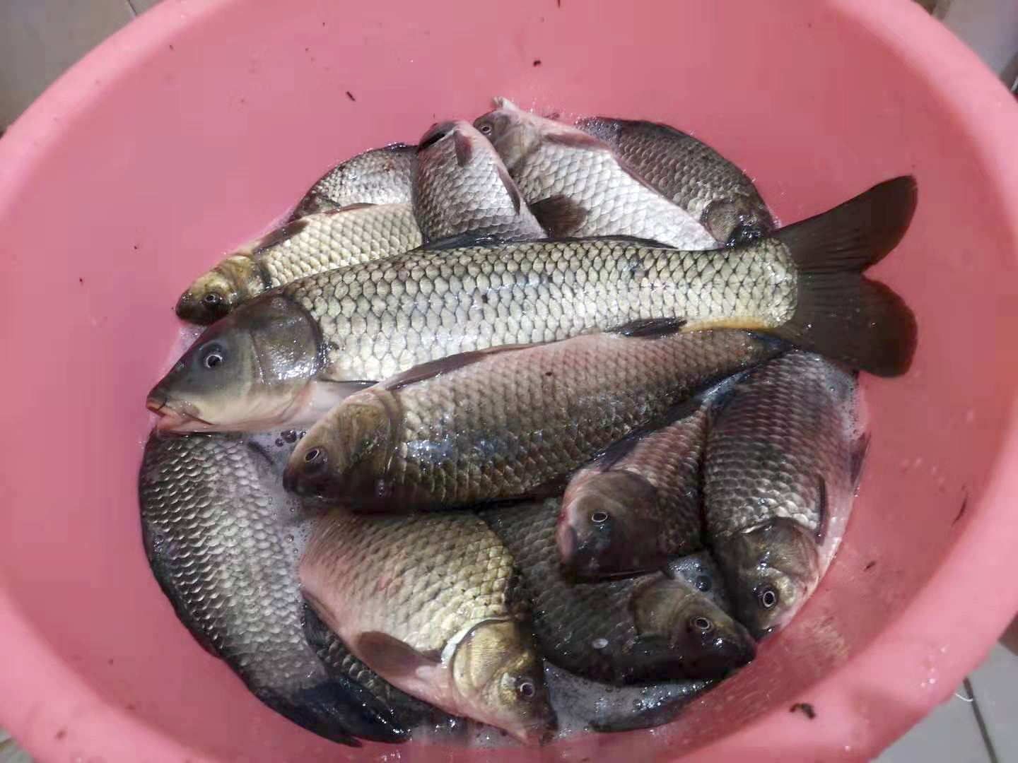 冬季钓鱼最好的诱食剂,突然降温钓鱼怎么加添加剂