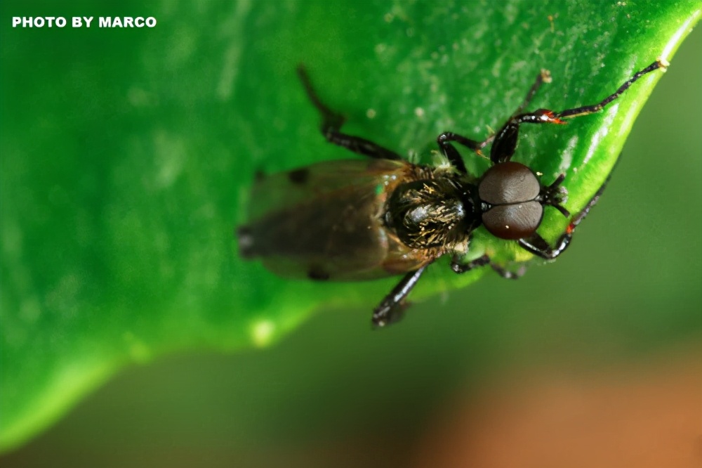 黑蝇是什么意思,黑蝇病