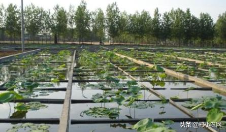 藕田养的泥鳅多少钱一斤,泥鳅养殖技术一亩多少钱