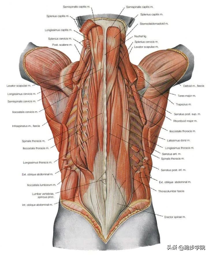 一跑步腰就疼怎么办,怎样解决跑步时腰疼问题