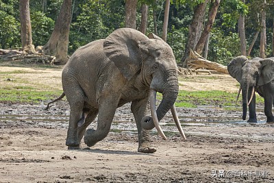 在非洲的热带雨林里，还生活着第三种大象——非洲森林象