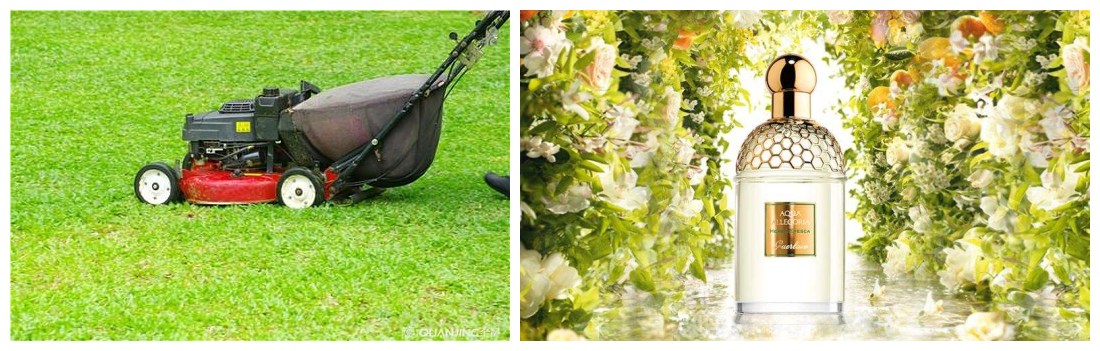 各种奇怪的香水味道,为什么很多香水味道很奇怪