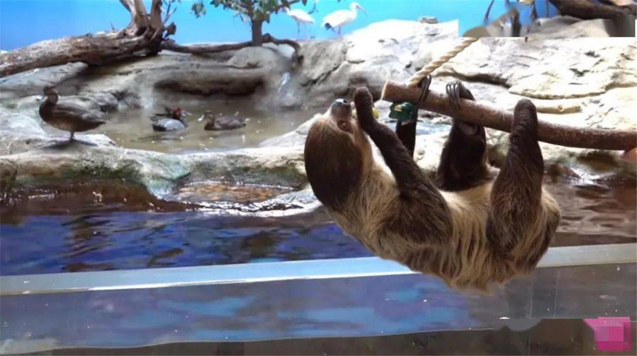 涨姿势世界七大著名心理学效应,动物都可能得抑郁症吗