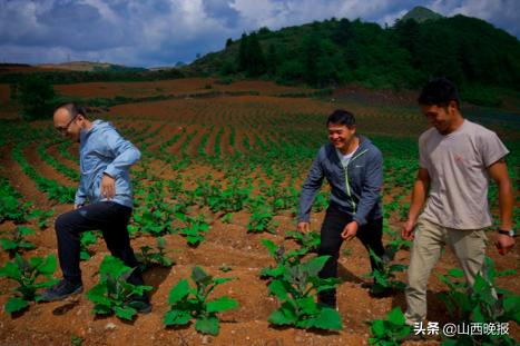 香甜的雪莲果,好吃的雪莲果哪里找