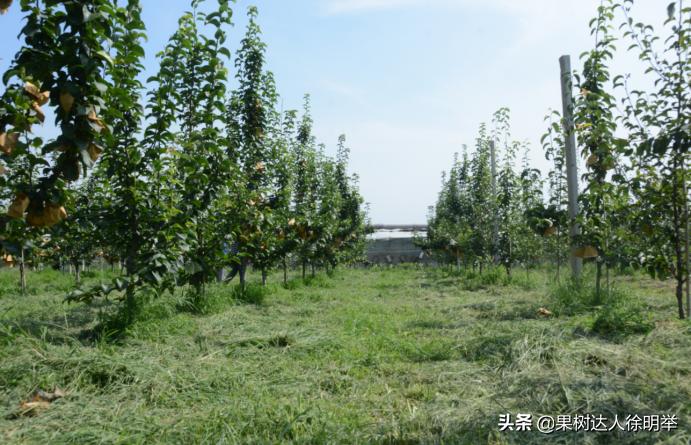 虫子王——以虫治虫的蚜虫生物防治技术体系，果农了解用处大