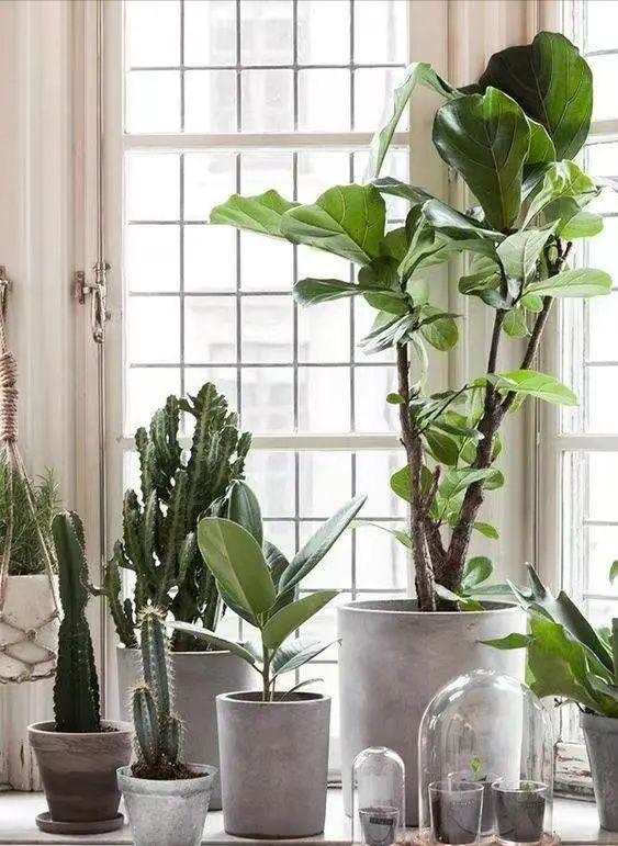 养死绿植的主要原因,绿植养护常见疾病及处理方法