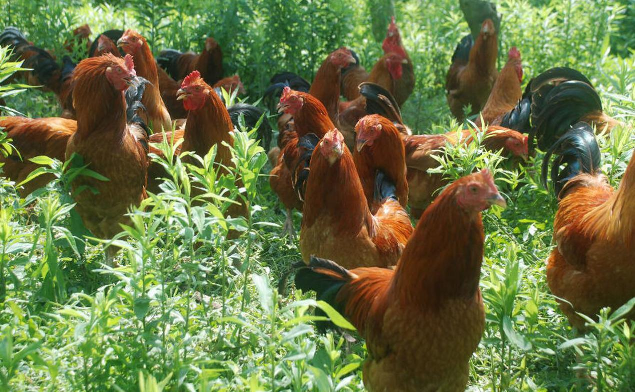 养殖鸡鸭能赚钱吗,鸡鸭养殖新模式