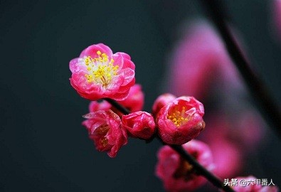 唐诗绝句为什么不押韵,王维杂诗三首其二押韵