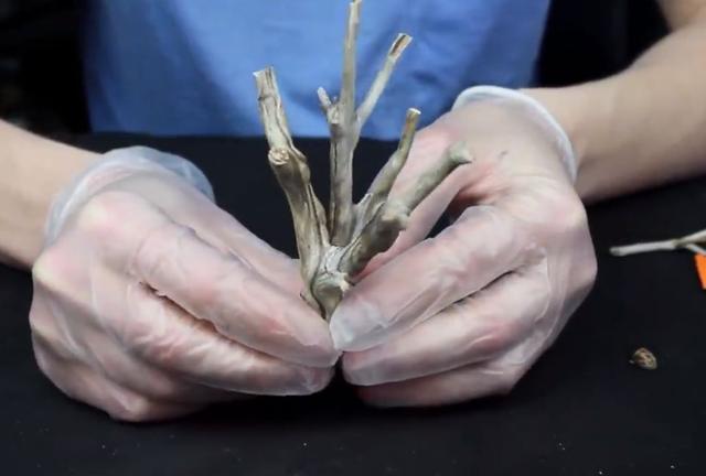 莫斯树到底好不好,莫斯树是什么