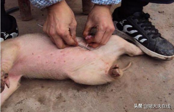 养猪生产一线阉割技术及术后疾病的诊治