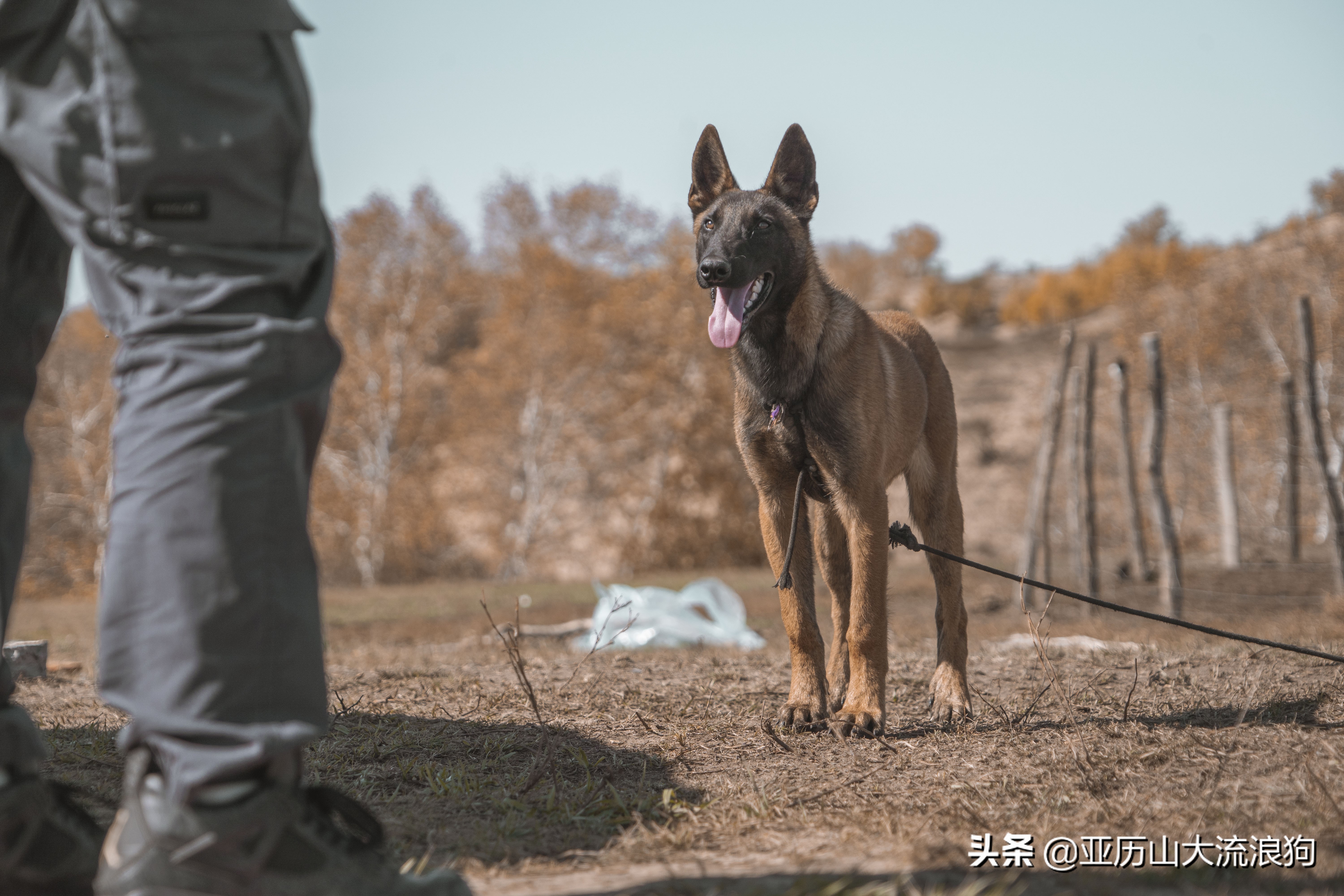 你那秋天来了吗？我这反正颜料泼了一地——内蒙古黄岗梁穿越之旅